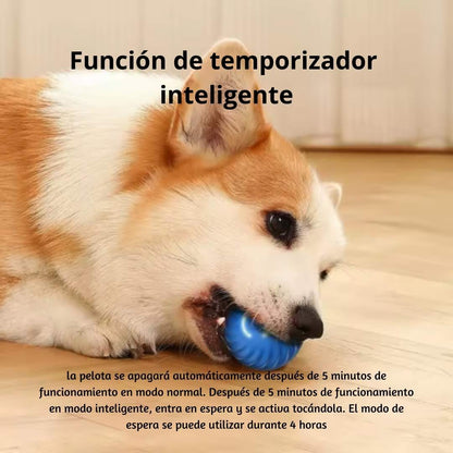 PetFun Interactiva